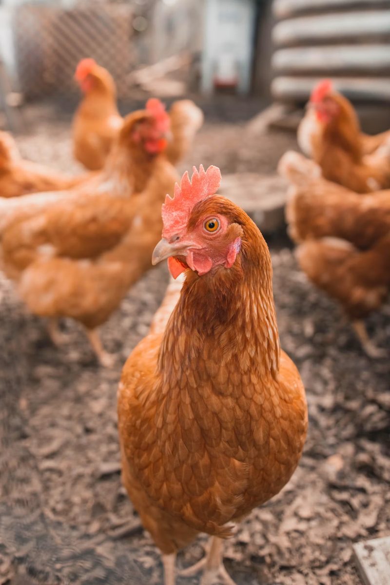 Chickens at the farm