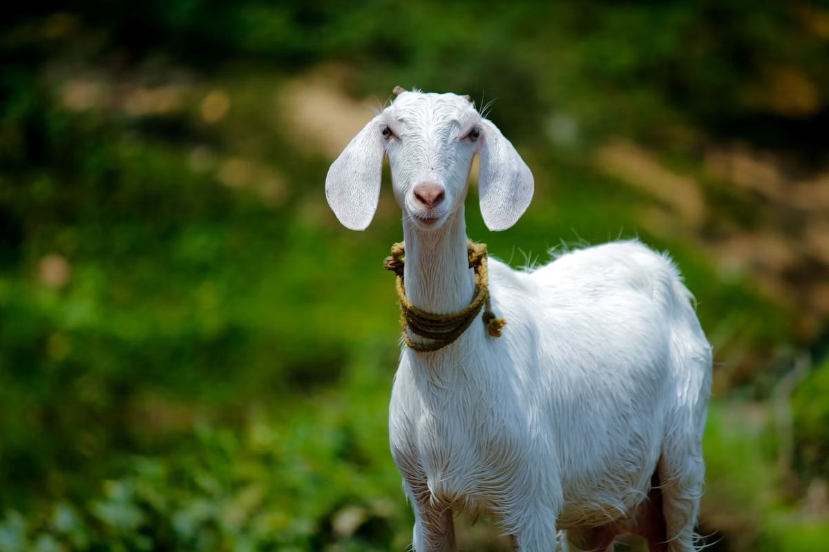 Goats on the farm
