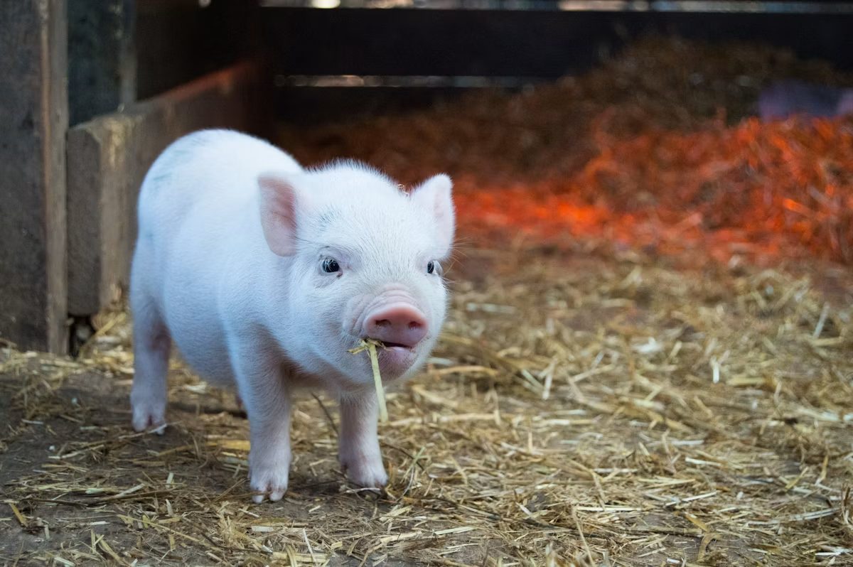 Pigs outdoors