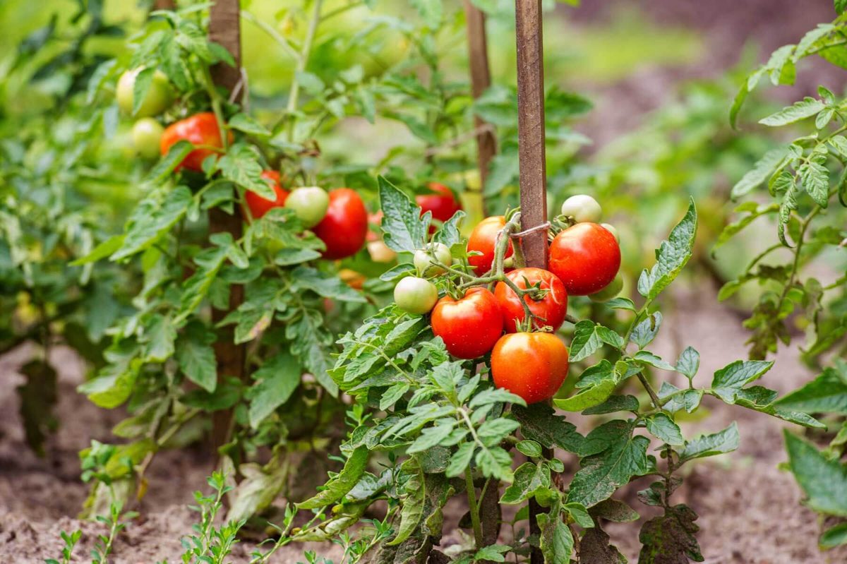 Tomatoes growing in a garden